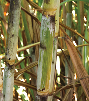 HoCP 00-950 stalk rubjpg